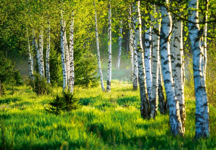 Fototapeta las brzozowy drzewa natura zielony 14174VE