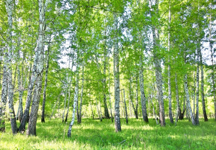Fototapeta las brzozowy na wymiar 14182VE