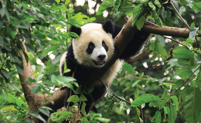 Fototapeta panda dżungla natura zwierzęta