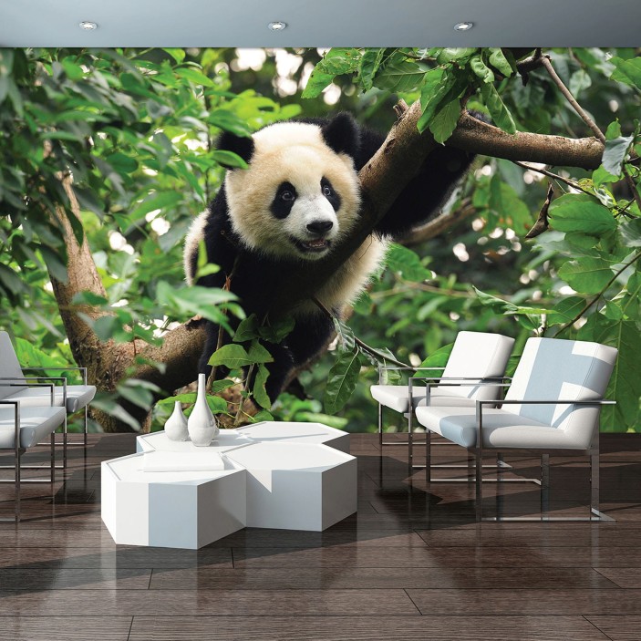Fototapeta panda dżungla natura zwierzęta