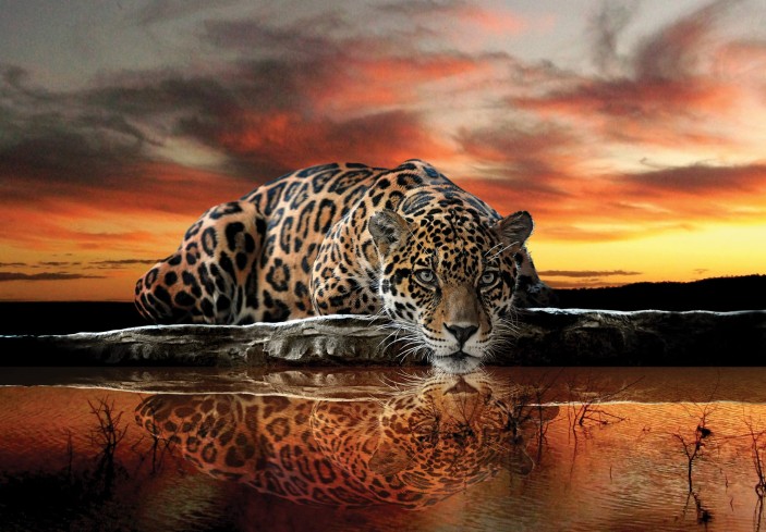 Fototapeta tygrys jaguar afryka safari natura zwierzęta