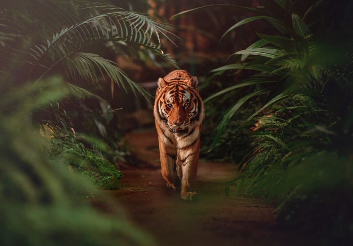 Fototapeta tygrys bengalski zwierzęta dżungla