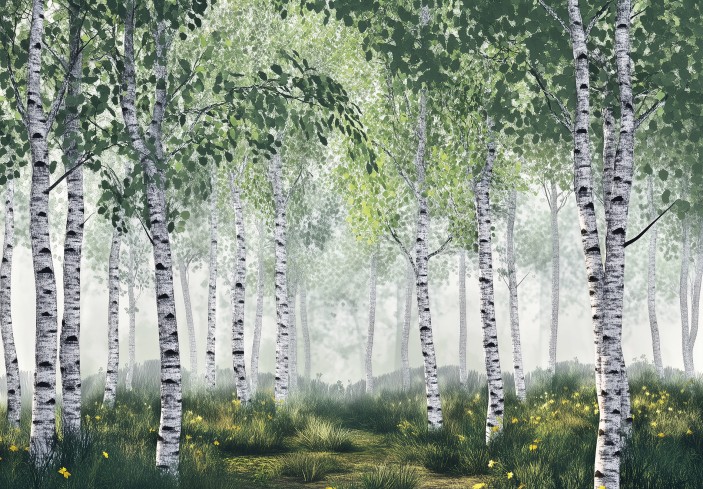 Fototapeta las brzozowy drzewa brzozy natura na wymiar 15660VE