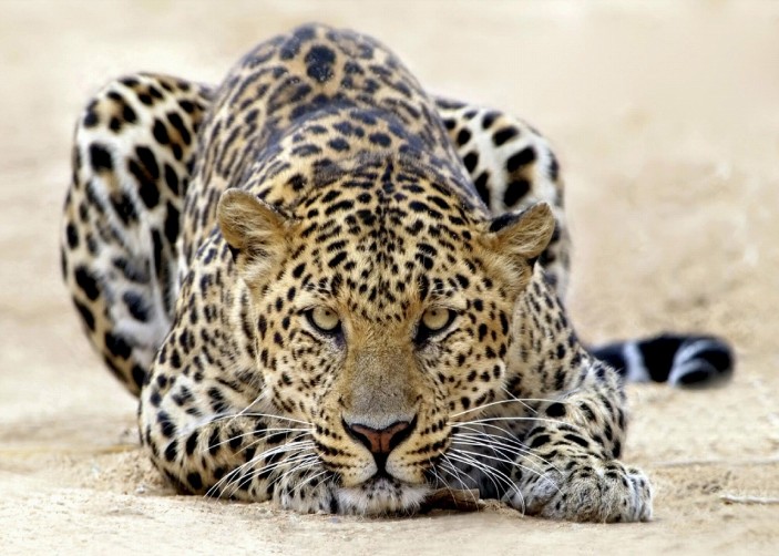 Fototapeta jaguar zwierzęta afryka na wymiar 14750VX