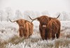 Fototapeta bawoły krajobraz zima natura zwierzęta
