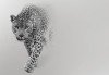 Fototapeta tygrys jaguar gepard natura zwierzęta