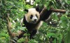 Fototapeta panda dżungla natura zwierzęta
