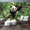 Fototapeta panda dżungla natura zwierzęta