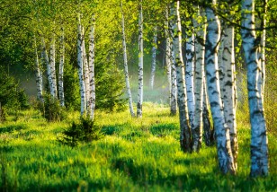 Fototapeta las brzozowy drzewa natura zielony 14174VE