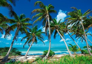 Fototapeta 3d plaża palmy morze natura krajobraz