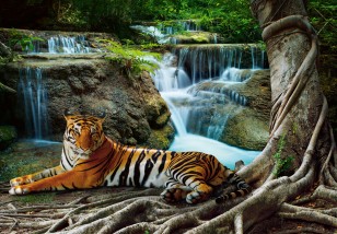 Fototapeta tygrys wodospad natura krajobraz las zwierzęta