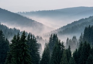 Fototapeta las we mgle góry drzewa