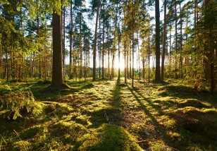 Fototapeta las słoneczny drzewa natura zielona