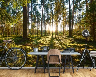 Fototapeta las słoneczny drzewa natura zielona