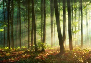 Fototapeta las słońce drzewa natura do sypialni 14578VE