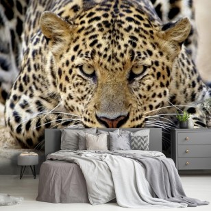 Fototapeta jaguar zwierzęta afryka na wymiar 14750VXAR4