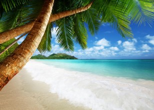 Fototapeta plaża ocean palmy do sypialni na wymiar 14726 VX